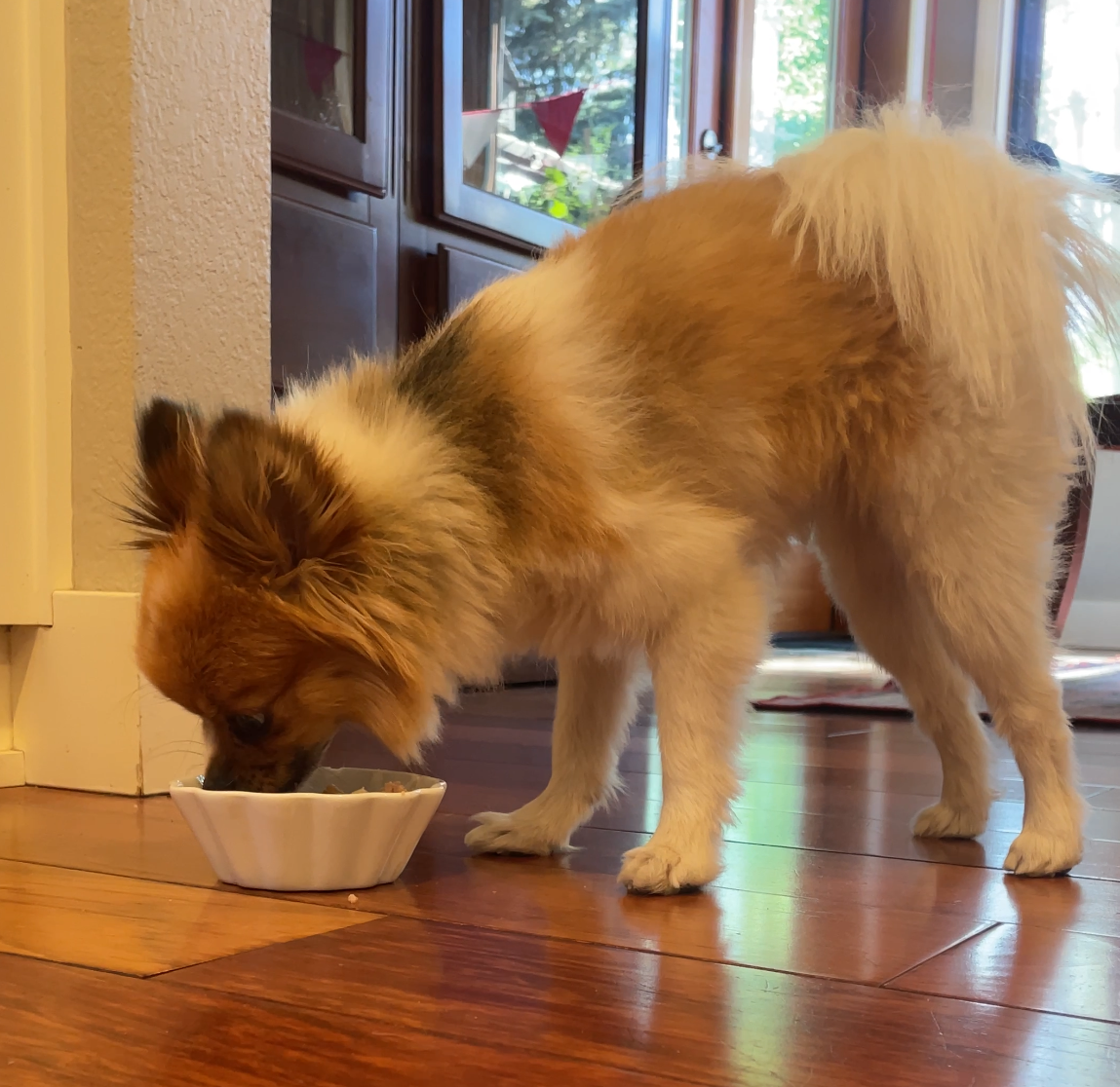 JustFoodForDogs vs. Ollie: My Pomeranian Tried Both and Has Some Thoughts